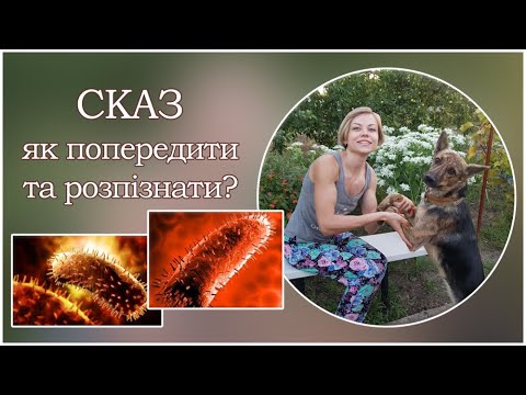 Видео: СКАЗ / Rabies Lyssavirus