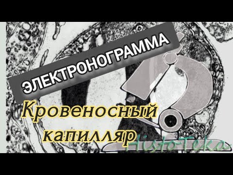 Видео: КРОВЕНОСНЫЙ КАПИЛЛЯР (электронограмма)
