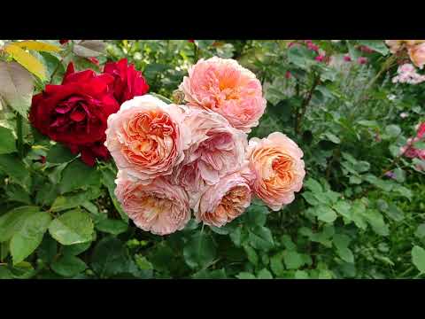Видео: Розы 2021
