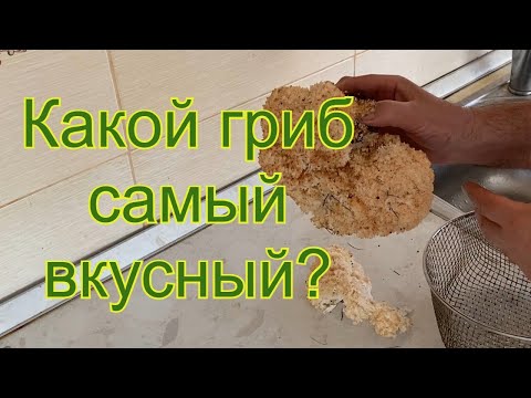 Видео: Как почистить и приготовить ежовик коралловидный/ Самый вкусный гриб🍄