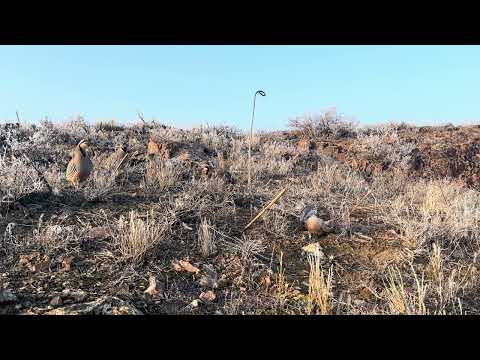 Видео: Шикора бераҳмш.