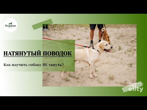 Видео: Натянутый поводок на прогулке: как научить собаку НЕ тянуть поводок?
