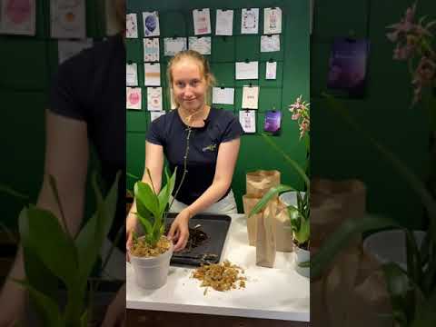 Видео: О пересадке онцидиума, камбрии и других орхидей с бульбами. Как и во что пересадить