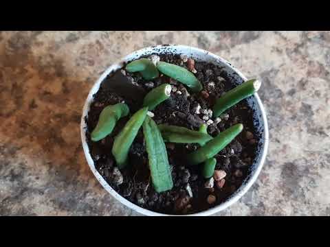 Видео: ТРОФЕИ ИЗ ТУРЦИИ ДАЛИ КОРЕШКИ! Целиндропунция. 03.10.2022.