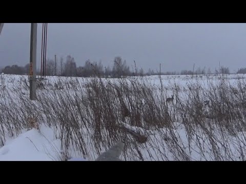 Видео: ПОЛМЕТРА СНЕГА, НАСТ, МЕТЕЛЬ, ИЖ-54. Охота на зайца 2022-2023