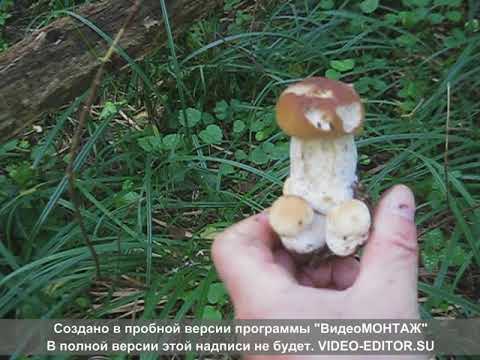 Видео: Белые пошли под Чеховым