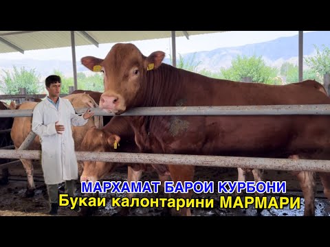 Видео: Бука барои Курбони дар Фермаи МАРМАРИ, срочно бубинед чи гап шуд ?   10 июня 2024 г.