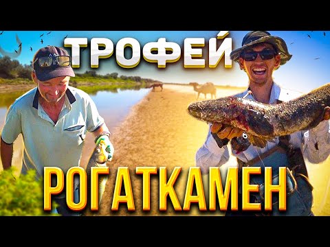 Видео: Жыланбалық ТРОФЕЙ!!!