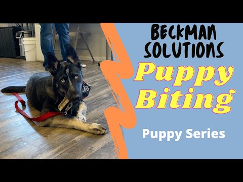 Видео: После сотен сеансов укусов щенков Джоэл сузил круг лучших методов.