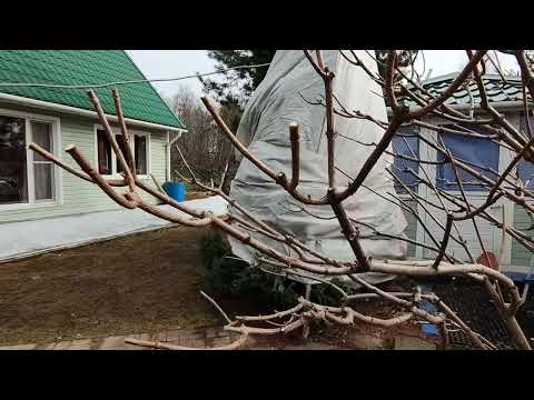 Видео: Обрезала гортензии.Ленинградская область.