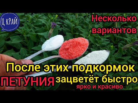 Видео: Почему ПЕТУНИЯ не цветет? Разберемся 💯. После этих подкормок ПЕТУНИЯ зацветёт быстро, ярко и красиво