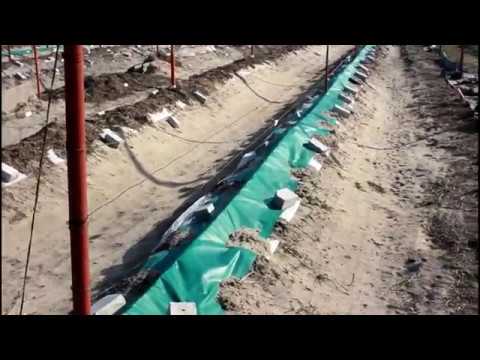 Видео: Укрытие винограда.  Белый или тёмный матерьял .