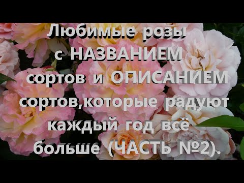 Видео: Любимые розы с НАЗВАНИЕМ сортов и ОПИСАНИЕМ сортов,которые радуют  каждый год все больше (ЧАСТЬ №2).