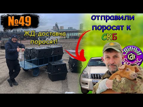 Видео: №49 Доставка поросят(животных)Алексею Комарову(СКБ) и Железной дорогой