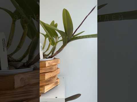 Видео: Сначала я им красиво делаю. Потом они мне🌸✨ #orchid #цветущиеорхидеи #сортовыеорхидеи