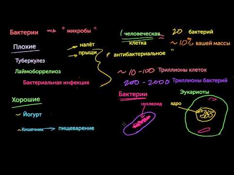 Видео: Бактерии