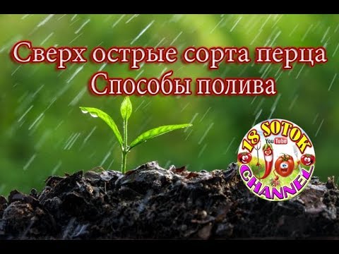 Видео: Сверх острые сорта перца. Способы полива