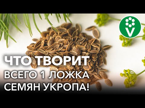 Видео: СЕМЕНА ЗДОРОВЬЯ! Всего одна ложка СЕМЯН УКРОПА и организм как новенький!