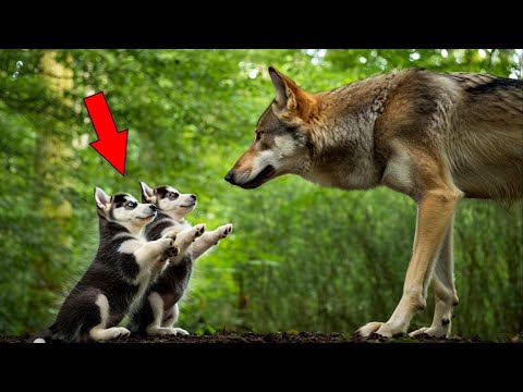 Видео: Два щенка дрожали, умоляя волчицу о помощи. То, что произошло дальше, заставило всех плакать!