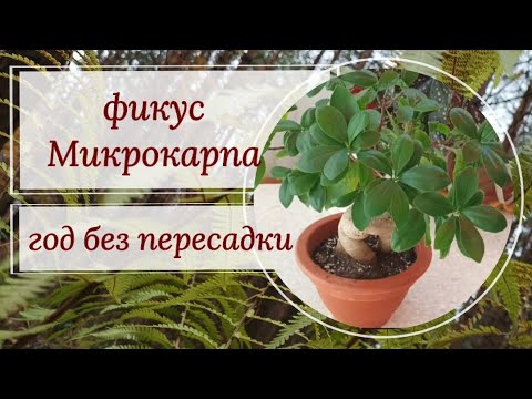 Видео: Фикус Гинсенг Микрокарпа год без пересадки. 🤕