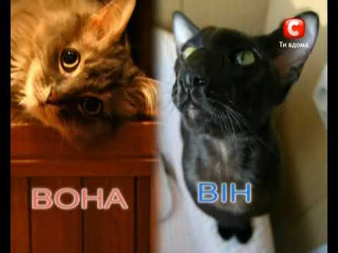 Видео: ВусоЛапоХвіст 42 випуск