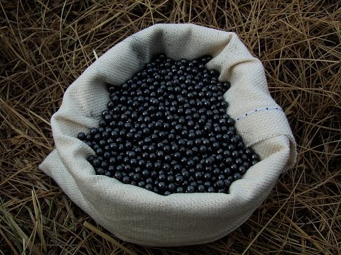 Видео: Литьё дроби на груза .