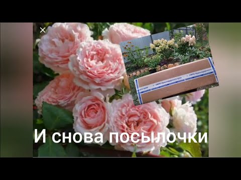 Видео: Распаковка посылочек//Академия Роз//Розомания//20.09.22