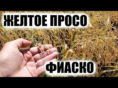 Видео: Не сейте просо! А хотя... ладно.. сейте! ))