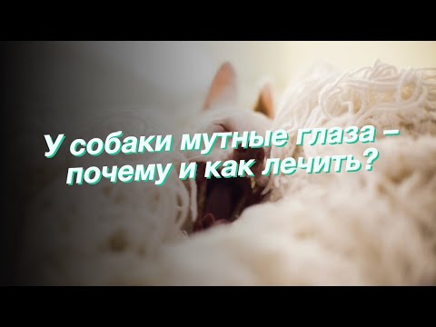 Видео: У собаки мутные глаза – почему и как лечить?