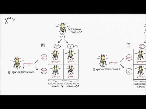 Видео: Томас Хант Морган и наследование мутаций у мушки дрозофилы (видео 8) | Классическая генетика