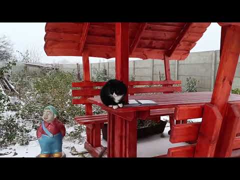 Видео: БІЛИЗНОЮ лікую всі хвороби троянд.🌹🌹🌹