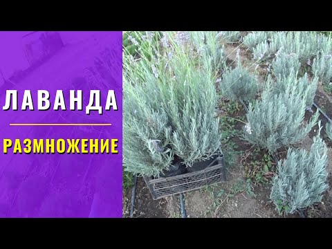 Видео: Размножение Лаванды.