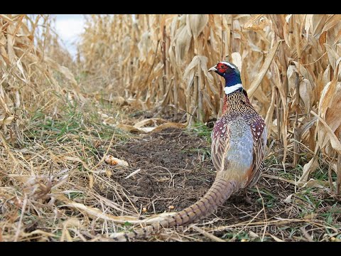 Видео: ПОДЪЁМНАЯ ЛОВУШКА НА ФАЗАНА КАК СЛОВИТЬ ЖИВЦА НА БУТЫЛКУ