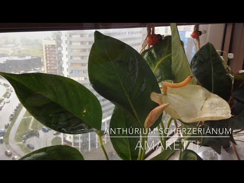 Видео: Anthurium Scherzerianum Amaretti | Антуриум Шерцера Амаретти | растение  Мужское счастье |