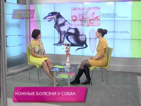 Видео: Школа здоровья 12/10/2013 Кожные болезни у собак