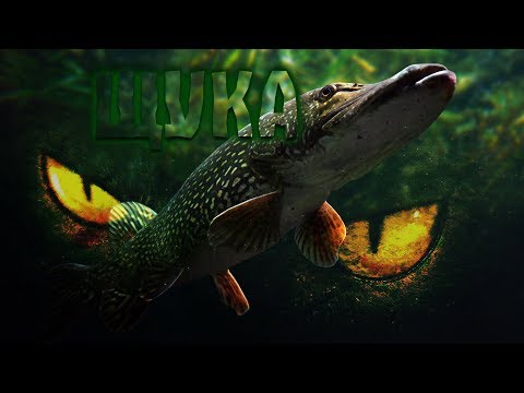 Видео: Рыбалка в Сибири. ЩУКА В ЛЕСНОМ ОЗЕРЕ КОЛОК. 2018