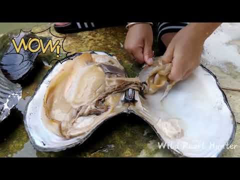 Видео: Я никогда не видела таких красивых розовых жемчужин. Огромные раковины рождают идеальные жемчужины