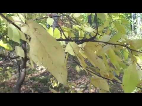 Видео: То  не ветер ветку клонит... не дубравушка шумит...... Прохор Шаляпин.