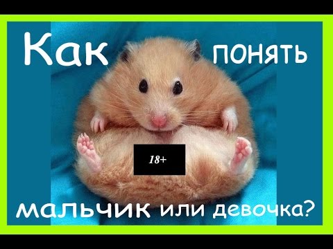 Видео: Как определить пол хомяка. Мальчик или девочка?