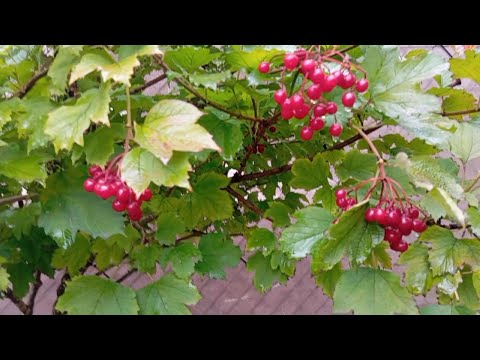 Видео: Осенний сад перед зимой 🍂 | Прогулка по даче, листопад и последние хлопоты сезона