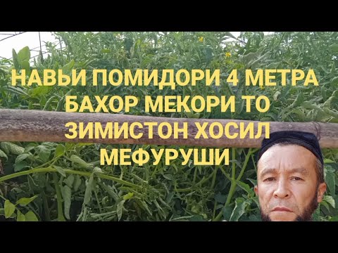 Видео: Баҳор мекори то Зимистон помидор мефуруши .маълумот 992 88 202 2225