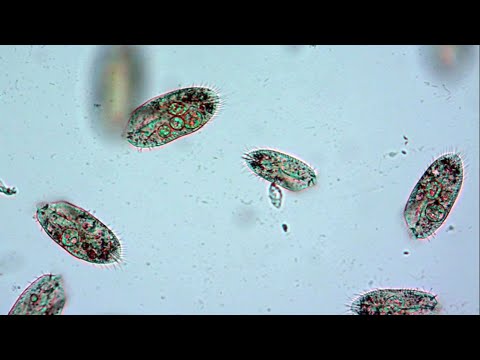 Видео: Болотная вода под микроскопом. Что можно увидеть на увеличении 200 крат.
