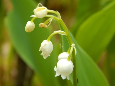 Видео: Ландыш майский (Convallaria majalis)