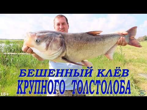 Видео: БЕШЕННЫЙ КЛЁВ КРУПНОГО ТОЛСТОЛОБИКА!