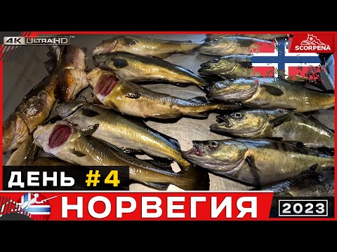 Видео: Очень крупные люры.Попал в огромную стаю селёдки. Подводная охота в Норвегии день 4