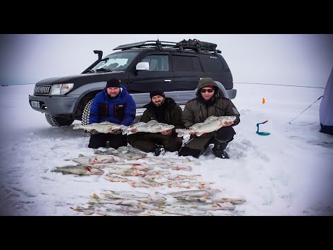 Видео: Судак колиброванный . Вот и на нашей улице праздник! Рыбалка в заповеднике Казахстана.