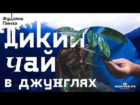 Видео: По джунглям за диким чаем. Гигантские чайные листья!