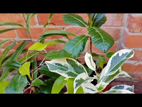 Видео: Комнатные цветы. Много интересных сортов фикусов.