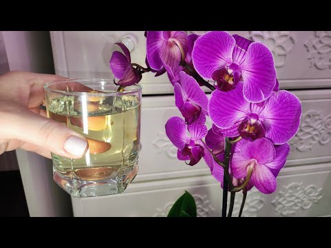 Видео: НАЛЕЙТЕ в ОРХИДЕИ и ВМИГ ЗАЦВЕТЕТ, Корни и Цветоносы полезут со всех щелей