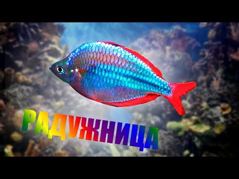 Видео: Аквариум дома  Рыбка радужница неоновая